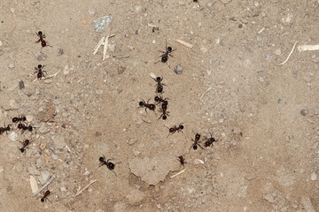 a group of black ants looking for food