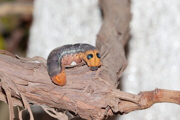 photo of yellow worm or caterpillar feeding on tree trunk