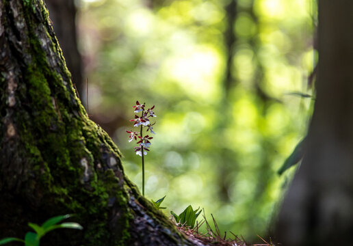 wildflower(Common Calanthe)