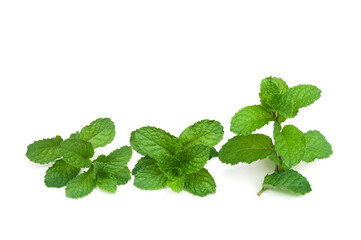 Green leaf,Melissa officinalis leaf isolated on white background.Mentha cordifolia,Kitchen Mint, Marsh Mint