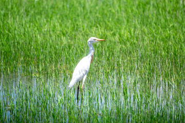 Eastern Great Egret (Ardea modesta) walking on the rice field.