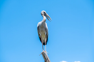 The Asian Openbill (Anastomus oscitans) is a large greyish colored wading bird or stork. Its name derived from the adult birds bill having a distinctive gap which is for feeding on freshwater snails.