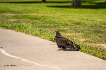 Turkey vulture (Cathartes aura) stands on a path next to a dead mouse. 