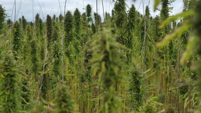 Narcotic marijuana plants in agricultural field outdoors. Medicinal cannabis field cultivation. Illegal narco weed plantation growing outdoors