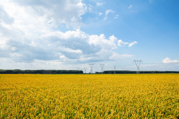 Mature rice in rice field, The rice fields are under the blue sky.