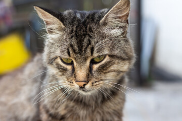 Domestic medium-haired tabby cat with green eyes close up portrait. High quality photo