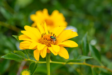 fly and heliopsis blooms beautifully on the lawn. High quality photo