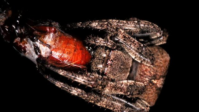 Super macro view of a creepy hairy garden spider holding and eating its prey in a web cacoon. A spider caught a bug in its trap. Night wildlife