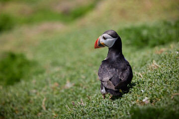 puffin standing on a rock cliff . fratercula arctica