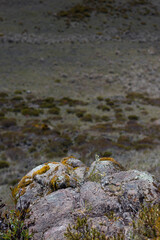 closeup of rock surrounded by vegetation in the paramo in Chirripo National Park