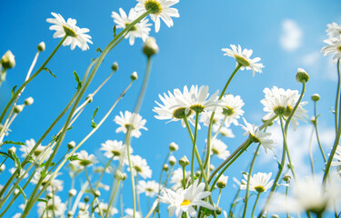 Fototapeta na wymiar a lot of white daisies against the blue sky on a warm summer day