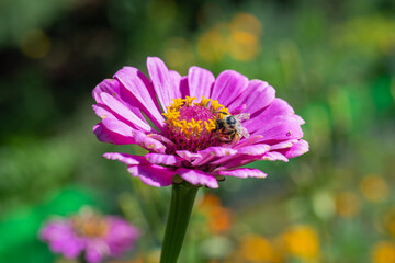 on a beautiful flower of gerbera and a wasp. High quality photo