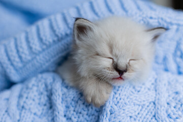 closeup snout of a sleeping british shorthair kitten of silver color buried in blue knitted blanket