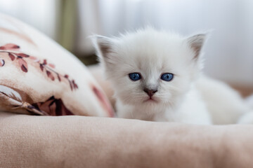 British shorthair kitten of silver color is sitting on a sofa with pink upholstery. Pedigree pet