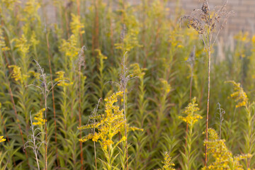 close-up of flowers in autumn of a tall grass species on sunset background, used to background,grass flower with lake background.Grass on the roadside in the evening sun shines
