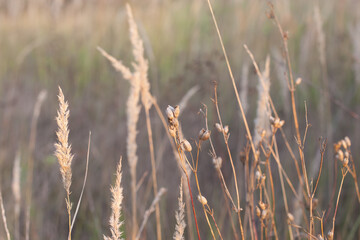 A field with spikelets, dry grass on an autumn sunny day. Selective focus
