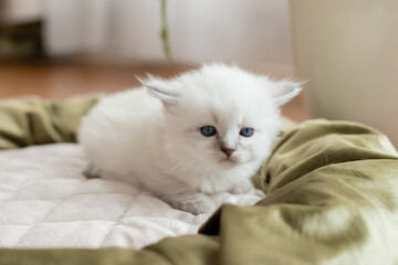 Fototapeta na wymiar British shorthair kitten of silver color with blue eyes lies in a cat bed. Pedigree pet. Space for text. High quality photo