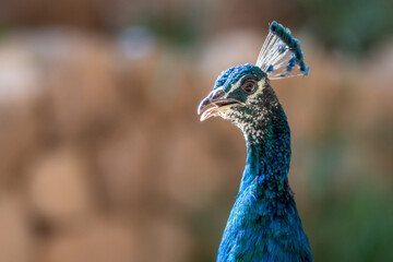 Obraz premium Isolated close up portrait of an adult beautiful male peacock- Southern Israel