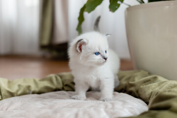 British shorthair kitten of silver color is sitting or standing in a cat's bed on the background of a room flower in a white pot. Siberian nevsky masquerade cat color point. Space for text.