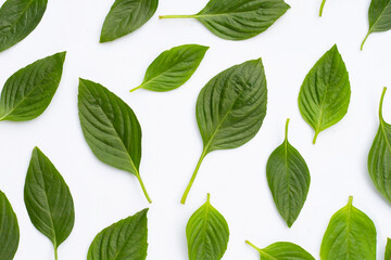 Sweet basil on white background.