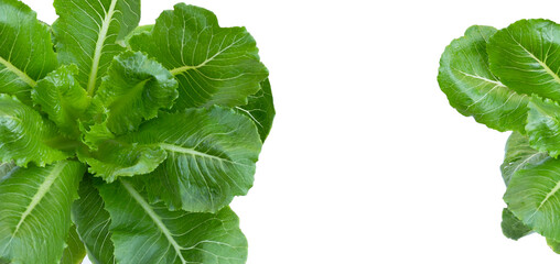 Top view of organic vegetable green cos lettuce on white background.