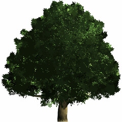 樫の木 4