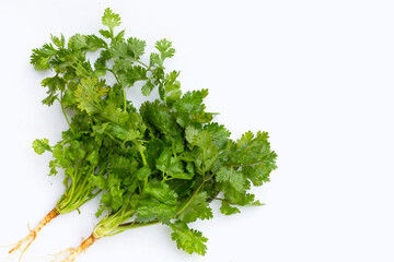 Fresh coriander on white background.