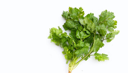 Fototapeta premium Fresh coriander leaves on white background.