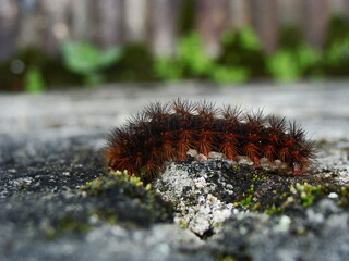 insect hundred feet walking 