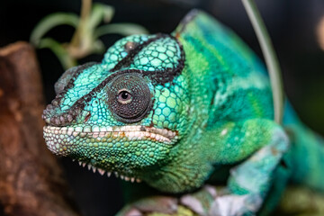 Yemeni Chameleon. A helmet-bearing chameleon. Chamaeleo calyptratus.