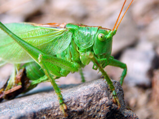 Color macro photography of green grasshopper