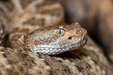 Mitchell's Rattlesnake. Crotalus mitchellii pyrrhus. Close-up.