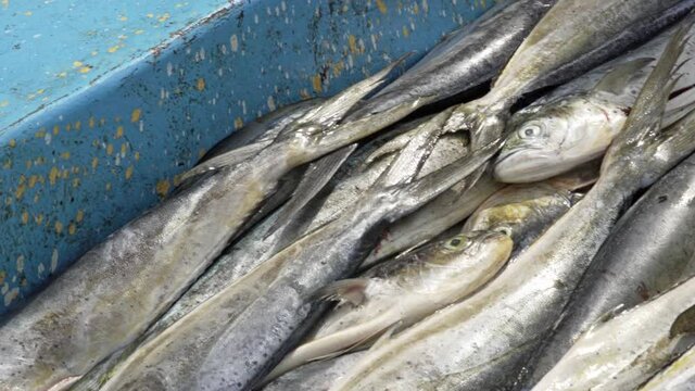 Stacked Of Newly Caught Mahi-mahi, Dorado Fish At A Public Fish Market.  - high angle