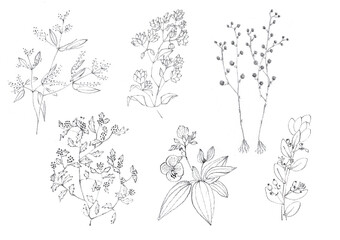 Collection of hand drawn wild flowers. Botanical plant illustration. 