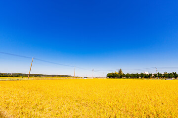 稲穂　米作　水田　黄金色【 実りの秋 の イメージ 】