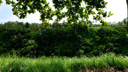 green grass and trees