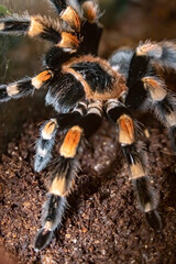 The bird-eating spider brachypelma Smitty. Brachypelma smithi. Close-up.