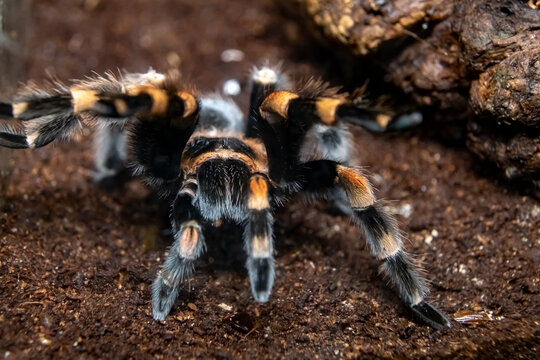  Mexican red-haired bird-eating spider close-up. Brachypelma vagans.