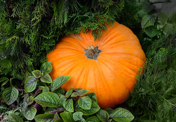 big orange pumpkin in garden green leaves. symbol of Autumn harvest, Thanksgiving, Mabon sabbat and Halloween holiday. fall seasonal natural background. top view - obrazy, fototapety, plakaty