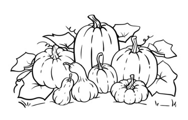 Vector pumpkin line art, outline illustration for coloring pages, coloring book. Pumpkins and gourds different sizes and various shapes.
