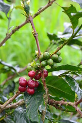 red berries on a branch