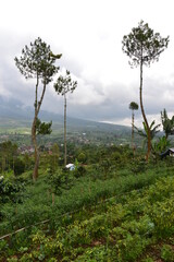 tree in the mountains