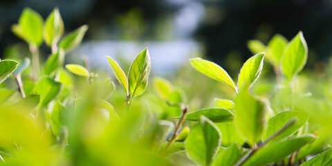 Fototapeta na wymiar Tea plantation. Tea leaves. 