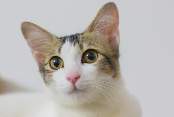 cute and beautiful white kitten cat face with yellow eyes. expressive eyes of pet housecat looking. copy space background.
