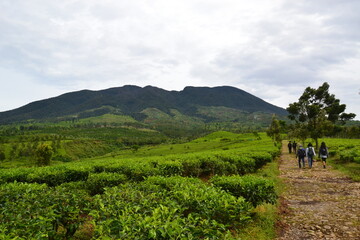 tea green plantation