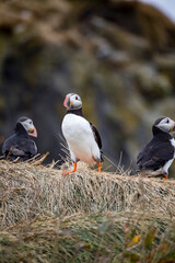 Icelandic puffin bird in their natural habitat along the cliffs by the shore in Iceland.