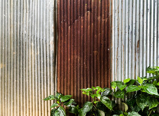 Old zinc wall texture surface with green plant.
