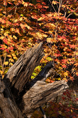 Fall Color Vine Maple in Oregon