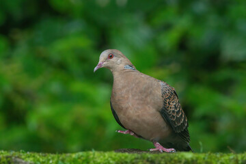 Closeup of Oriental Turtle Dove on the ground at Darjeeling in West Bengal, India