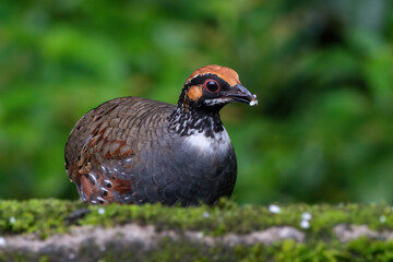 Hill Partridge feeding on the ground at Darjeeling, West Bengal, India